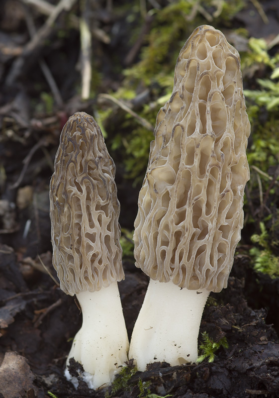 Morchella conica